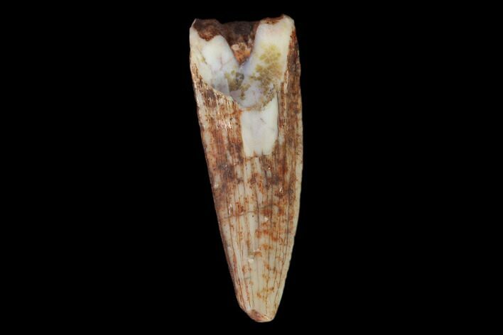 Fossil Phytosaur Tooth - New Mexico #133321